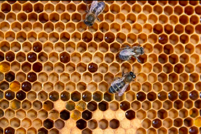 Curso de apicultura profesional.